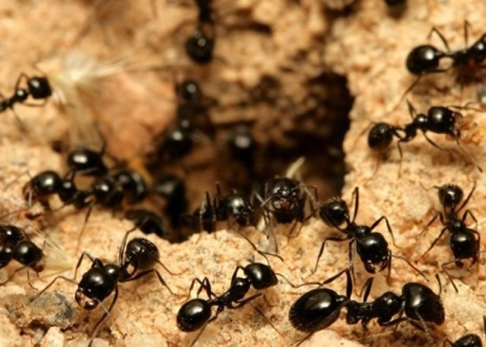 �ձ��о�ָ�����ϻ��������Ч��