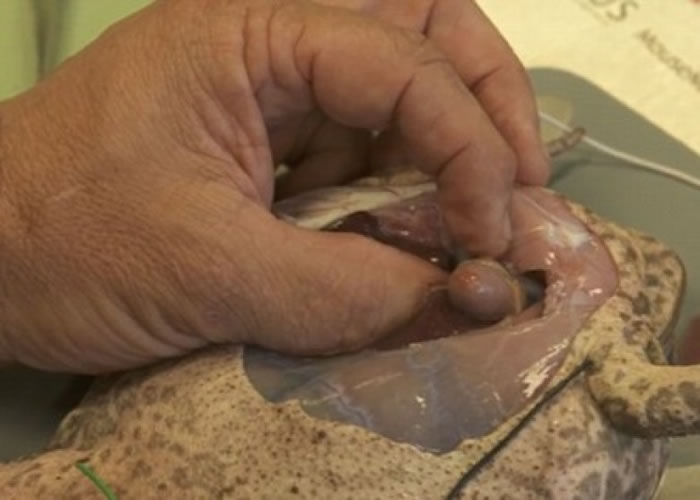 西摩拿起跳动中的心脏