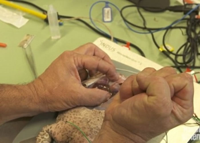 西摩把毒液注入蟾蜍心脏