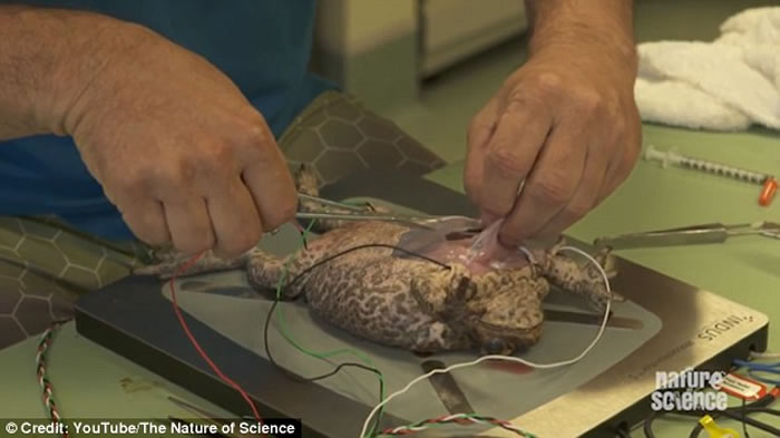 澳洲科学家用活生生的蟾蜍展示箱形水母毒液如何极速令心脏停跳