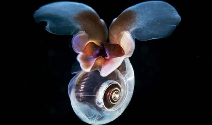 ������ѧ�ҷ����U�ݴ�����ʱ���۷䡰���衱