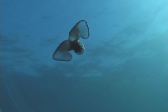 ������ѧ�ҷ����U�ݴ�����ʱ���۷䡰���衱