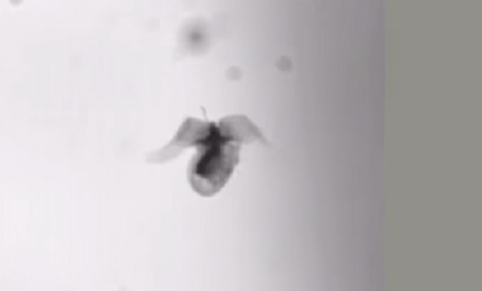 ������ѧ�ҷ����U�ݴ�����ʱ���۷䡰���衱