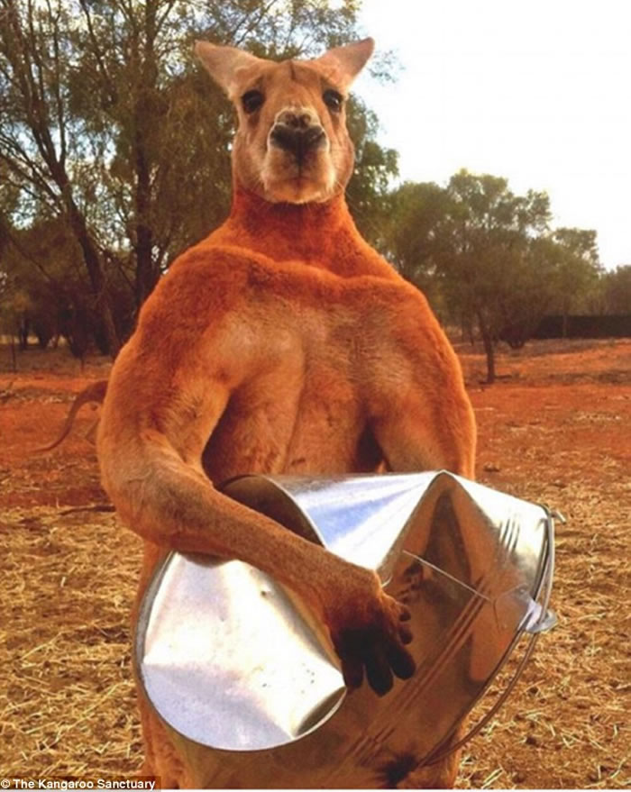 袋鼠界的“浩克”——澳洲爱莉丝泉袋鼠庇护所Roger以壮硕挺拔身材出名