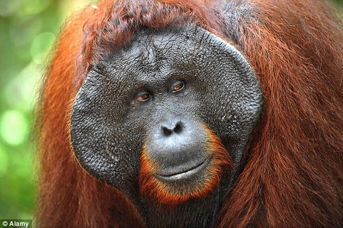 ĸ����������Kondor������ʶ�����԰���Ekko��ͼ��һ��Ϯ���곤��������Sidony