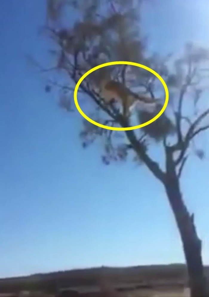 猫猫为了躲避猎犬,跳上树顶。