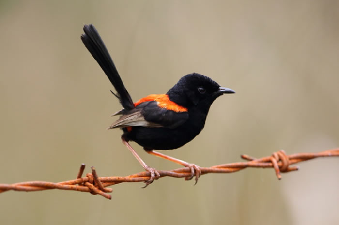 原产于澳大利亚的红背细尾鹩莺(Malurus melanocephalus)