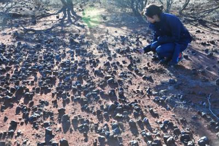 发现于澳大利亚西部靠近鲨鱼湾的铁结核