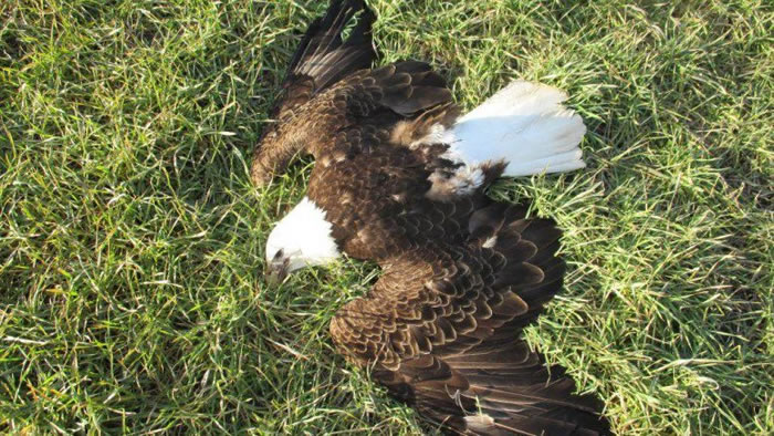 ������������һũ���ڷ���13ֻ�����񡱰�ͷ����ʬ��