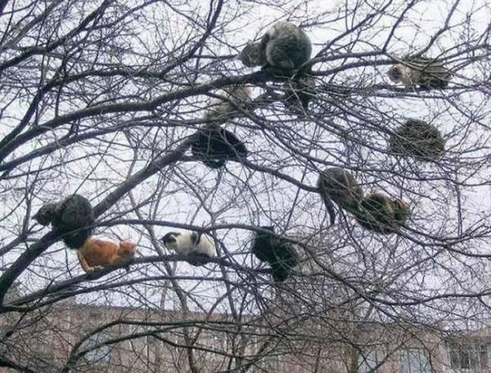 ����֦ͷ�Ͼ�Ȼ�̾���12ֻ��è