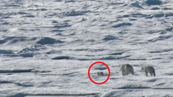 美国《国家地理频道》曝光极罕见画面:北极熊找不到足够食物将幼熊当成猎物