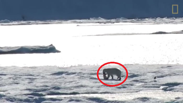 美国《国家地理频道》曝光极罕见画面:北极熊找不到足够食物将幼熊当成猎物