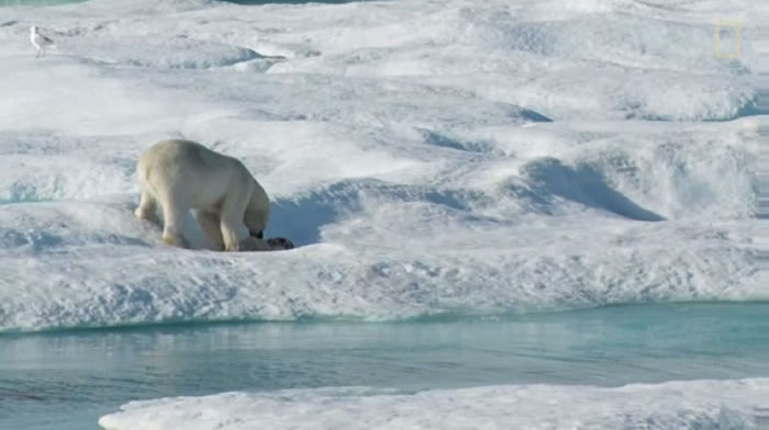 美国《国家地理频道》曝光极罕见画面:北极熊找不到足够食物将幼熊当成猎物
