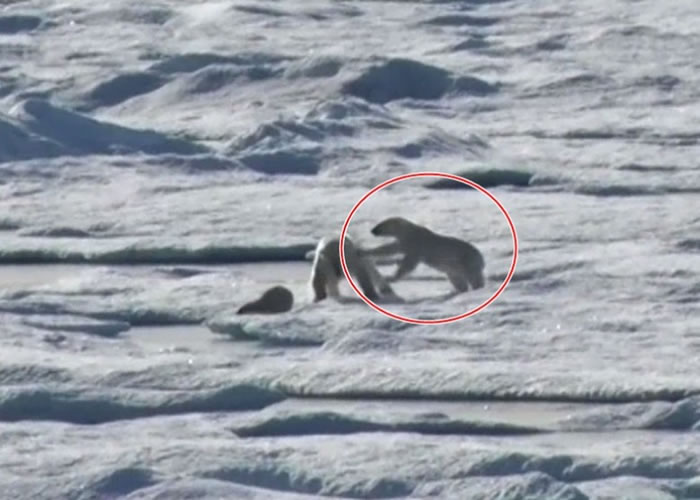 北极熊妈妈(红圈示)奋力抵抗雄性北极熊。