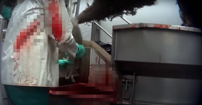 有工作人员会将仍然清醒的驼鸟割喉。