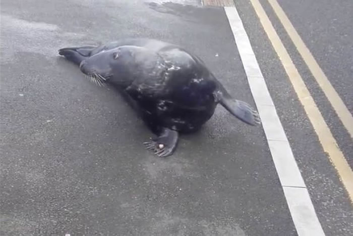 ���������Ǻ���Sammy��ͼ�����г�����١�һ��