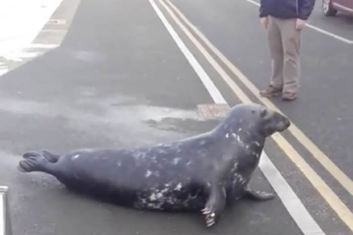 ���������Ǻ���Sammy��ͼ�����г�����١�һ��