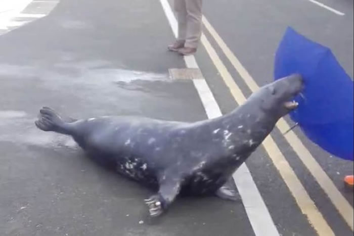 ���������Ǻ���Sammy��ͼ�����г�����١�һ��