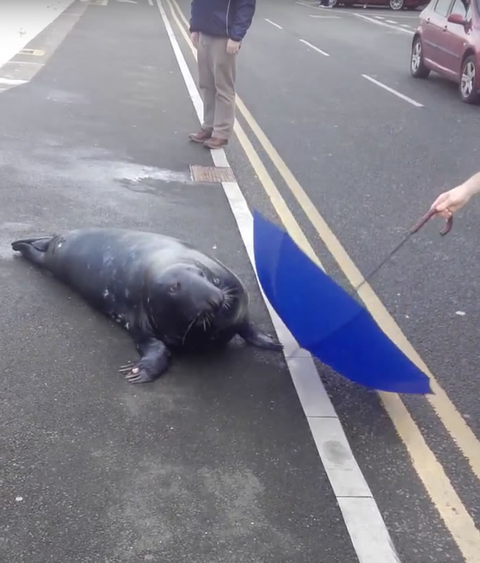 ���������Ǻ���Sammy��ͼ�����г�����١�һ��