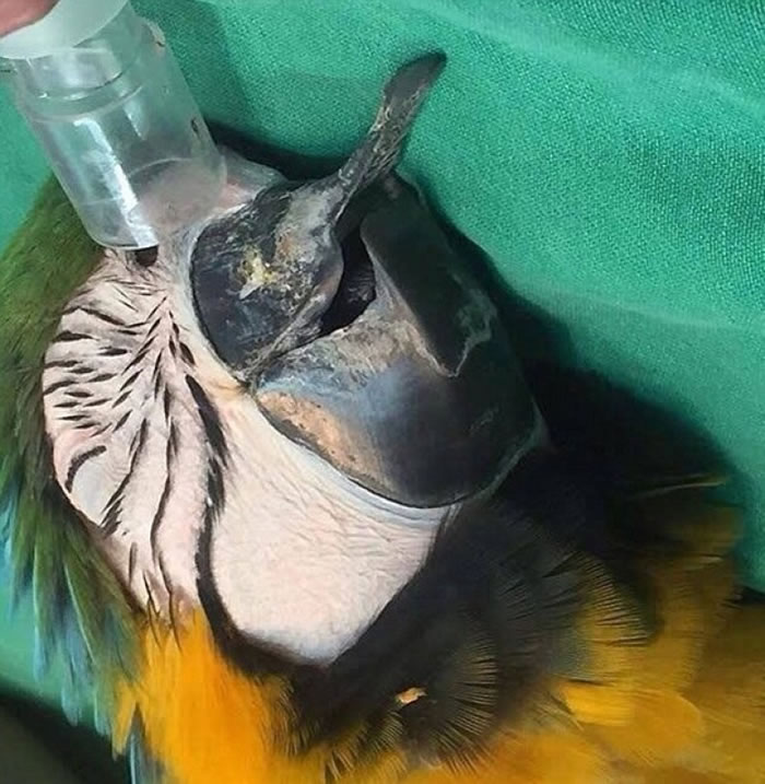 芝芝接受看护照料。