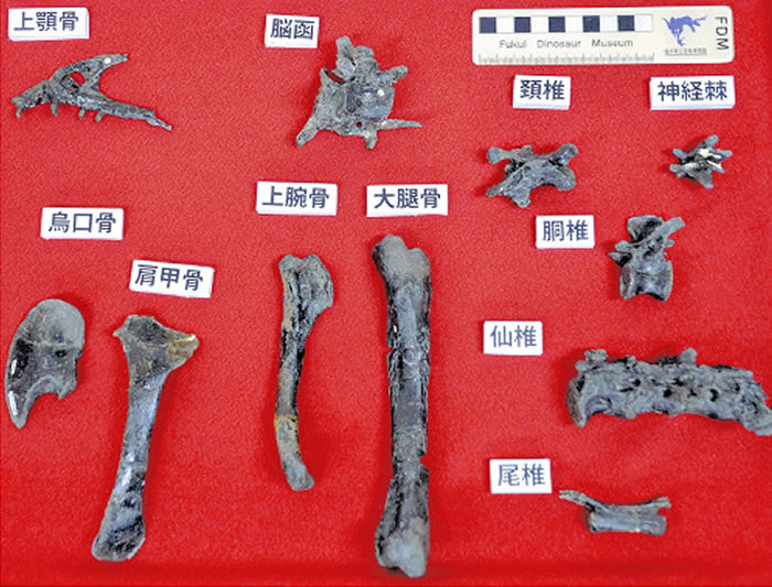 日本胜山市发现白垩纪前期恐龙化石新品种“反论的福井猎人”