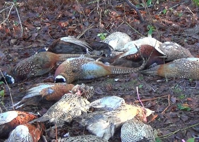 大量野鸡陈尸路边。