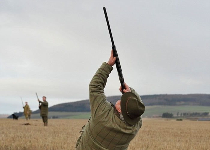 受名人效应影响,英国近年兴起狩猎野鸡。