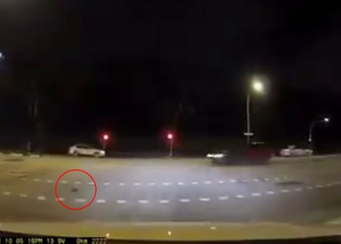 乌龟(红圈)缓慢地过马路。