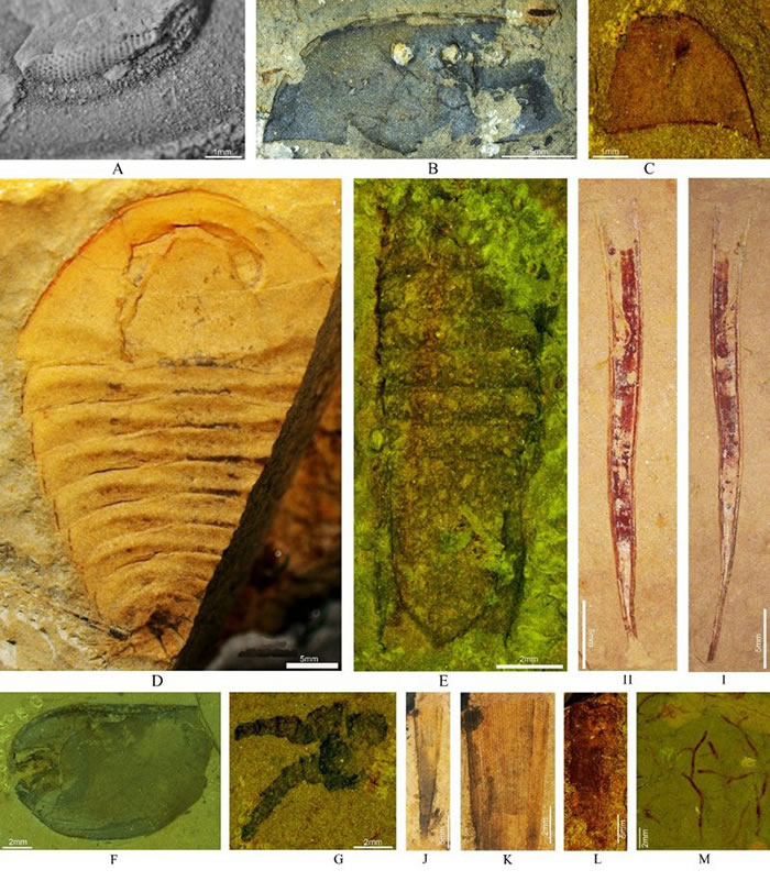 ڹȺҪɷӣAΪҶ۾B-GΪ֫J-LΪݣMΪࣩ