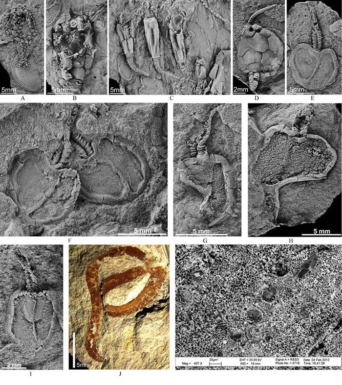 ȺҪɷӣA-IΪƤJ-KΪζ