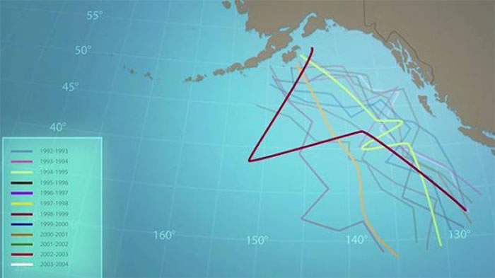 「52赫兹」难以交到朋友,只好年复一年地孤身遨游在大海