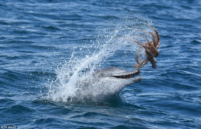 澳洲海豚“欺负”章鱼