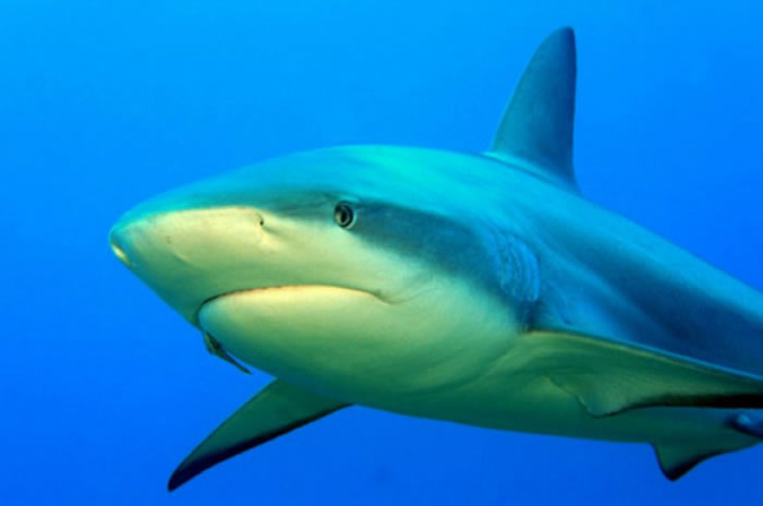 ���ο�Ū����˥��������