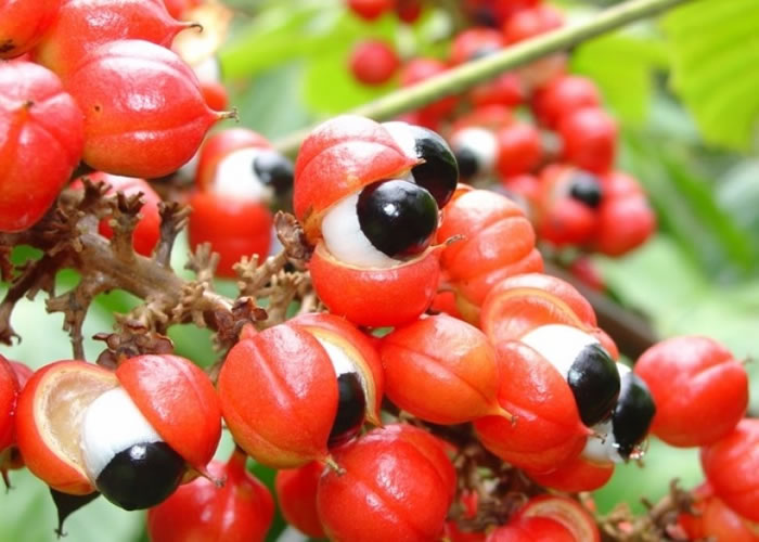 瓜拿纳(图)含咖啡因,跟中药麻黄一起服用,可有助减肥。