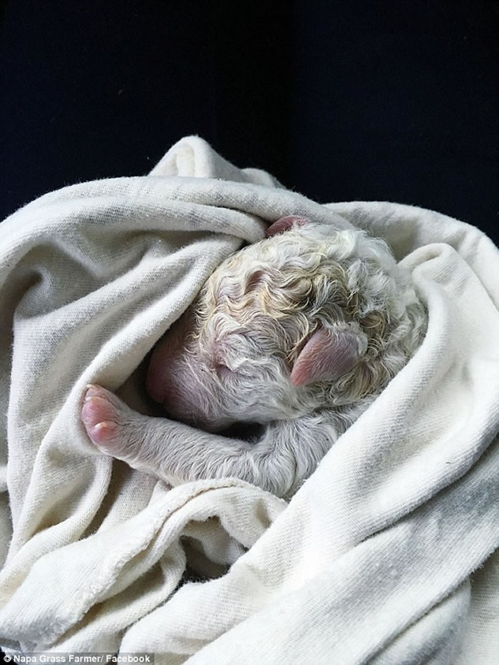 ������������Ȯһ̥17ֻ ���˳Ƽ�ֱ���