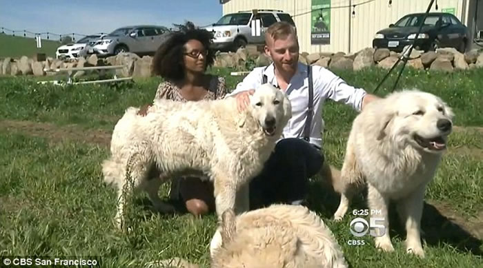 ������������Ȯһ̥17ֻ ���˳Ƽ�ֱ���