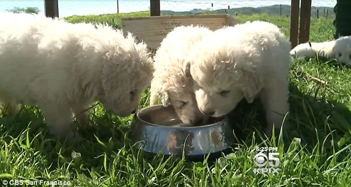 ������������Ȯһ̥17ֻ ���˳Ƽ�ֱ���