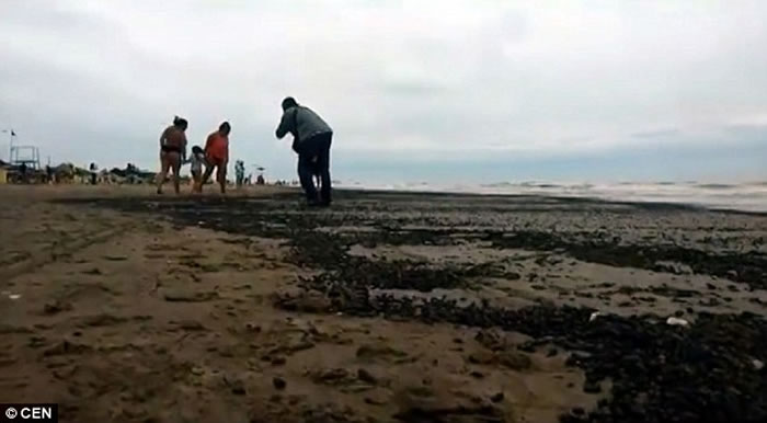 阿根廷度假区海滩被百万甲虫入侵