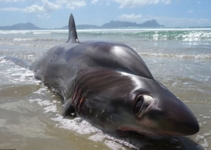 新西兰海滩现4米长深海怪物?专家认为是大眼长尾鲨