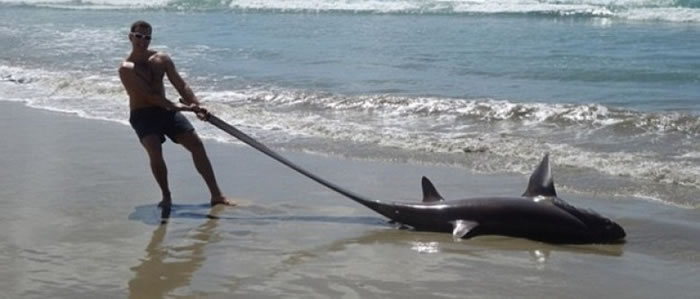 斯特赫利克提住大眼长尾鲨的尾巴拍照。