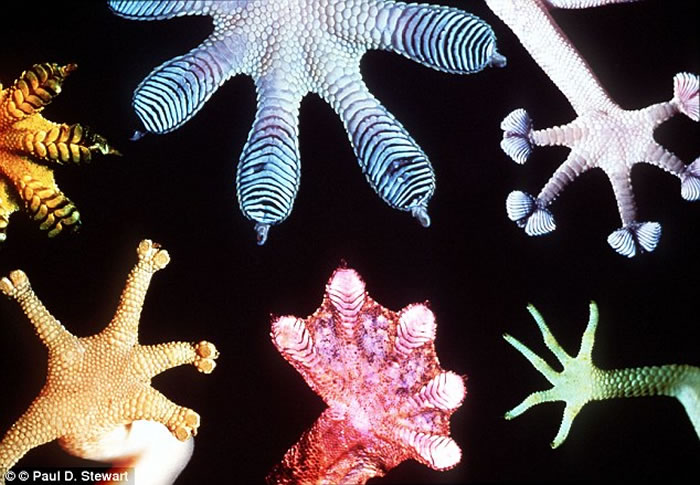 ��Ի�ֺ������Щ�Ŵ������г��֣���������ڻ����������ʽҪ�ȴ�ǰ��Ϊ�ĸ������������