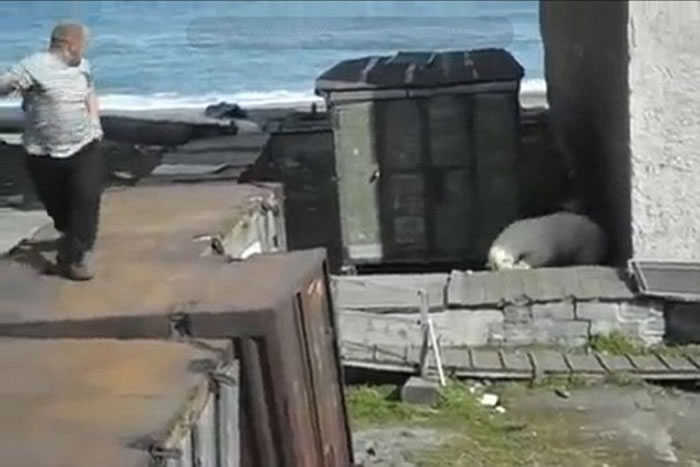 俄罗斯男子将狗狗抛向北极熊惹网民愤怒