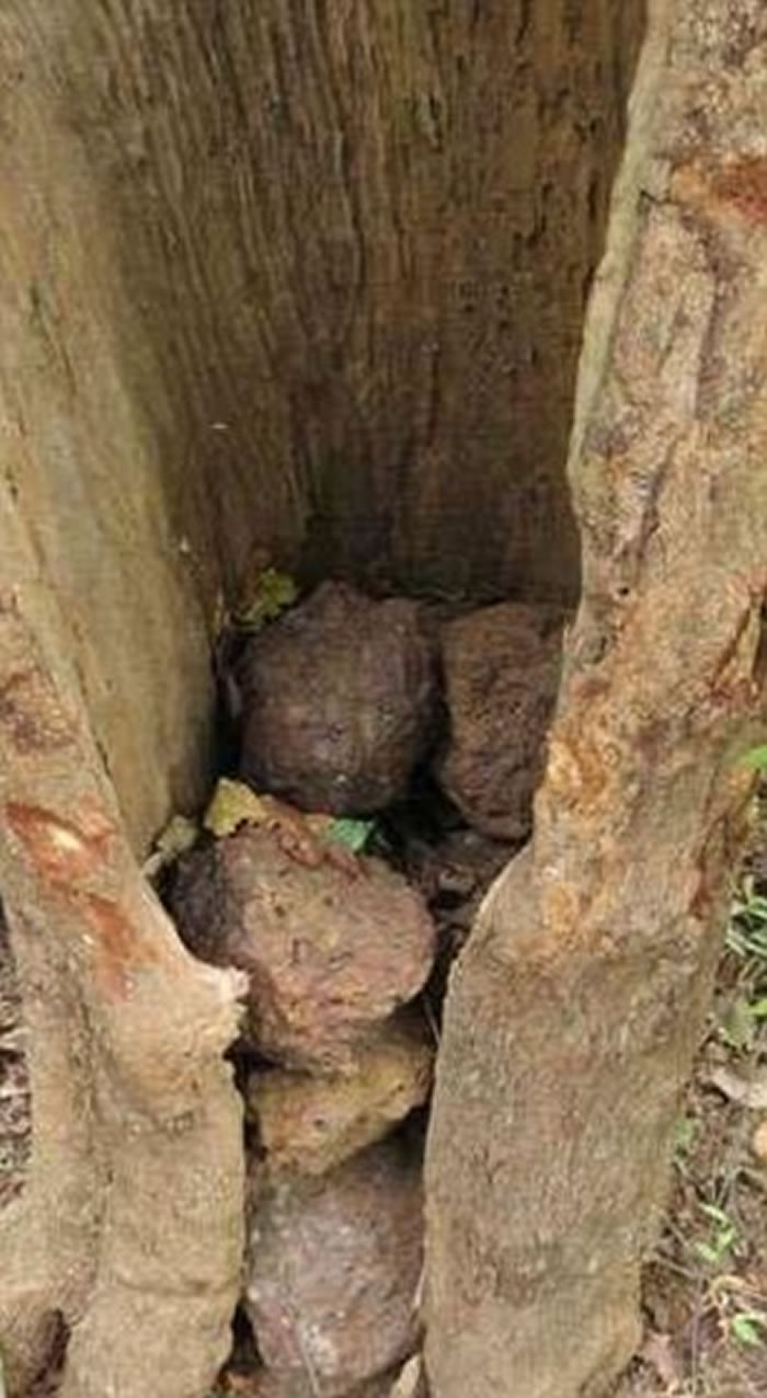 黑猩猩定时前往某些大树前,用石块猛力击向树干,又会在空洞的树干内堆起石块。