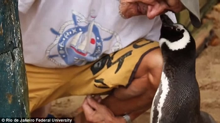南美洲麦哲伦企鹅全身油污被救起,每年游8千公里见恩人