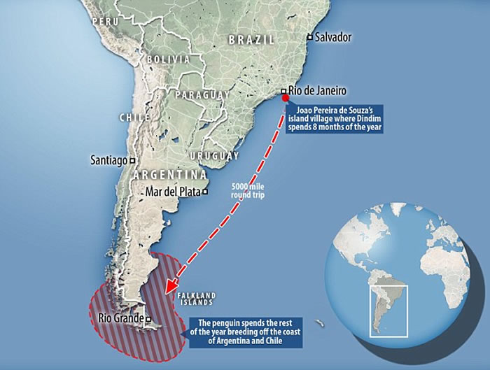 南美洲麦哲伦企鹅全身油污被救起,每年游8千公里见恩人