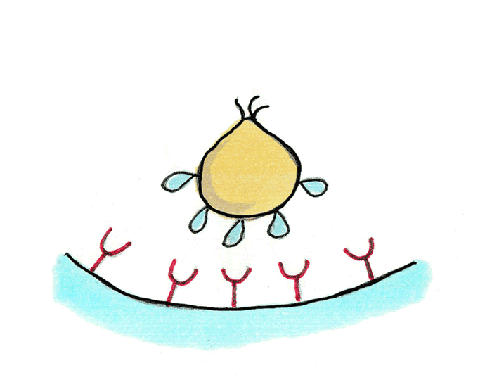 吞噬细胞的表面受器锁定猎物并拉入体内吞噬的过程 / GIF by Robert Krulwich