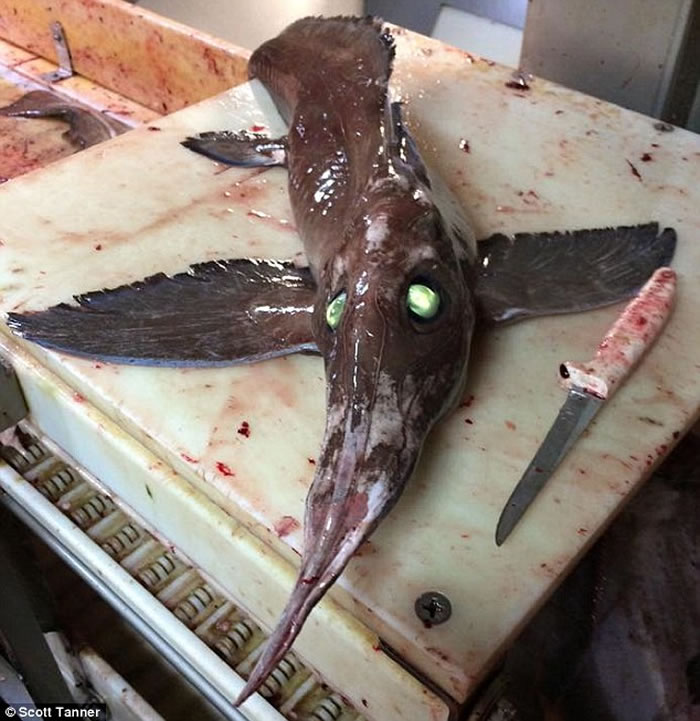 加拿大海域捕获“目露凶光”的罕见“怪鱼”长吻银鲛