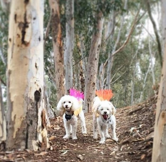 �����������ɳ��⣬�����±�Ұ��Ϯ����