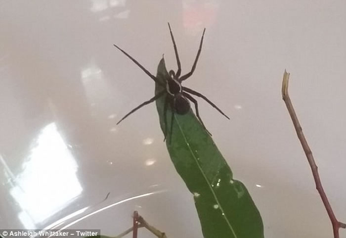 澳洲东海岸淡水中发现新品种蜘蛛“Dolomedes briangreenei” 能潜水捕鱼