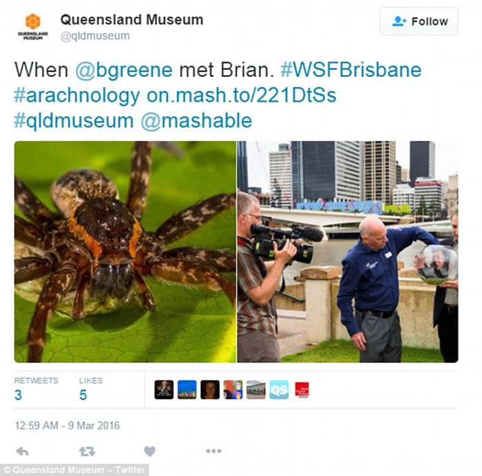 澳洲东海岸淡水中发现新品种蜘蛛“Dolomedes briangreenei” 能潜水捕鱼